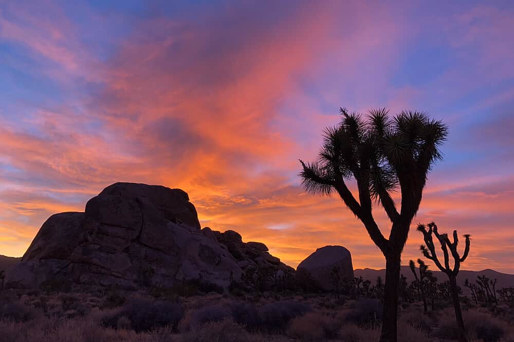 4 Day Executive Performance Optimization Retreat, Joshua Tree, US 3