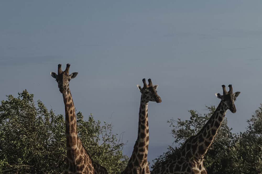 8 Day All-Inclusive Safari and Yoga Retreat in Kenya 3