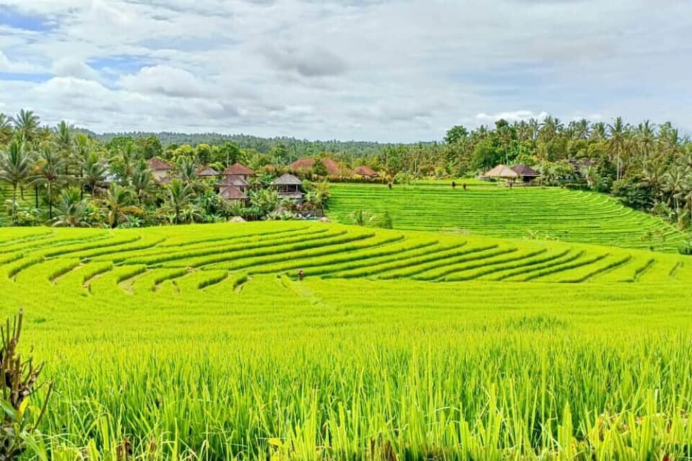 7 Day Transformative Yoga Holidays in Bali 3