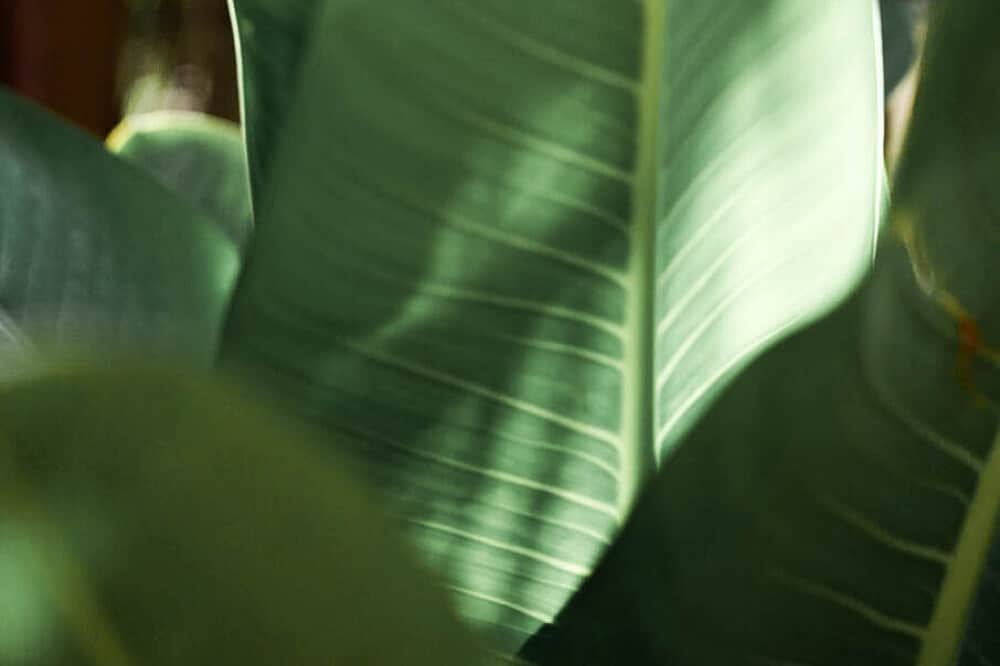 7 Day 'Wake Up Your Spirit" Yoga & Surf Retreat, Costa Rica 7