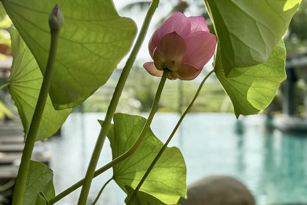 7 Day Reset, Radiate & Rise: Luxury Healing Retreat in Bali 6