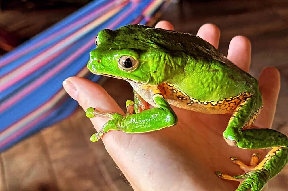 7 Day Kambo Practitioner Training Course in Iquitos, Peru 1