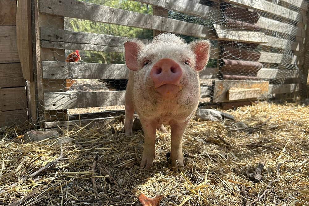 4 Day Digital Detox & Reconnect Retreat in Spain 2