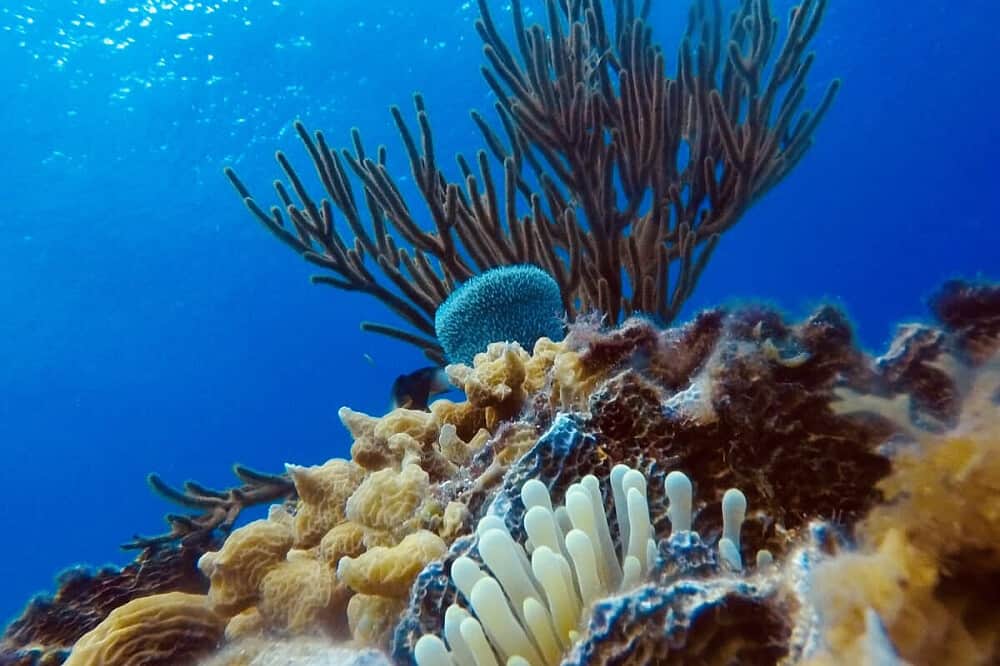 6 Day Exclusive Yoga & Scubadiving Retreat in Cozumel, Mexico 8