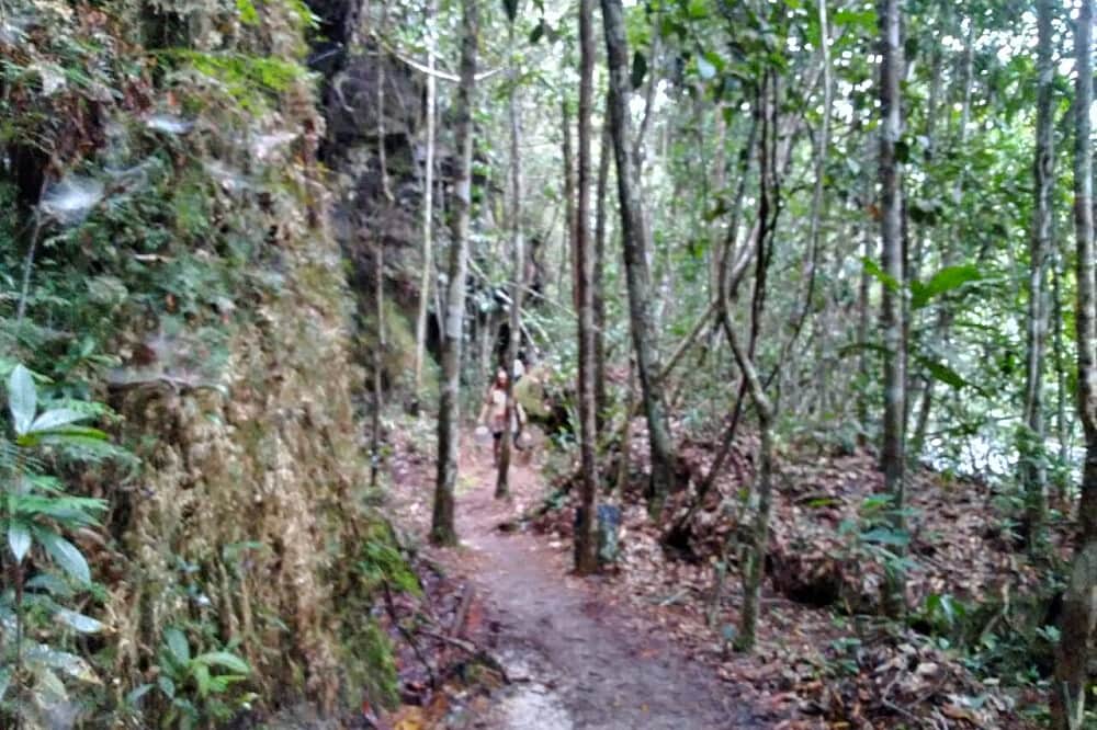 3 Day Educational Jungle Walk Adventure Tour in Manaus, Brazil 8