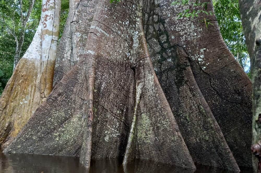 3 Day Educational Jungle Walk Adventure Tour in Manaus, Brazil 6