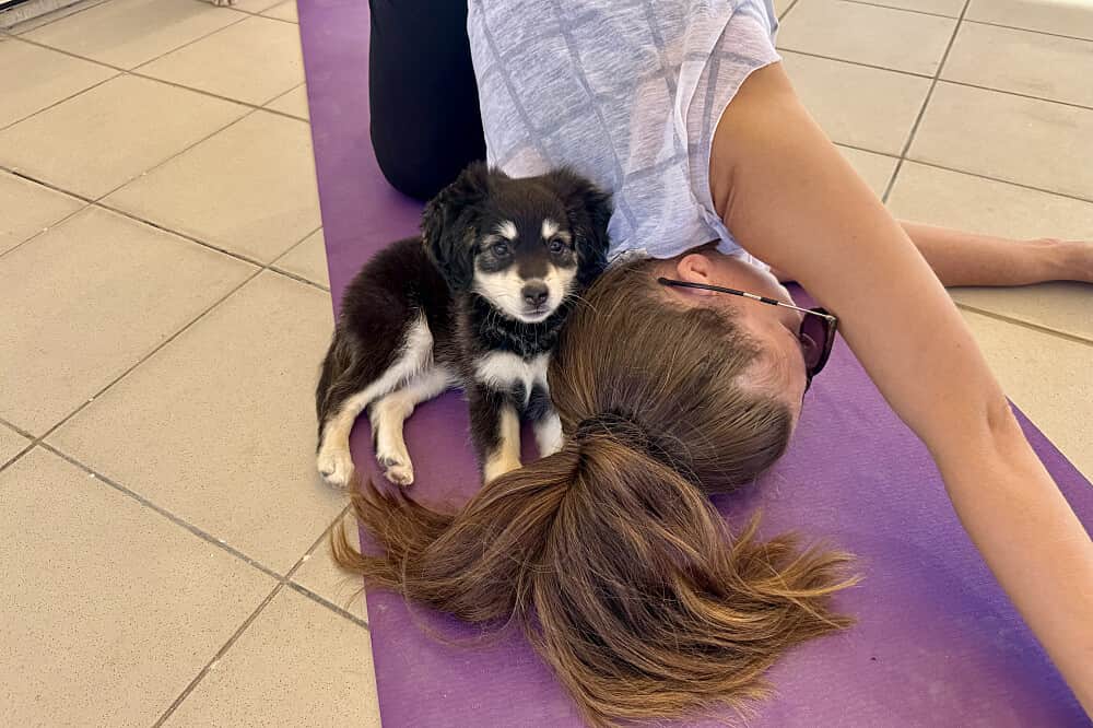 7 Day Puppy Yoga Retreat: Find Peace and Inner Balance in Cyprus 3