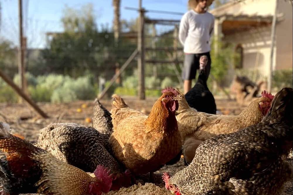 6 Day Unwind & Rewild Yoga - Explore the White Coast, Morocco 3