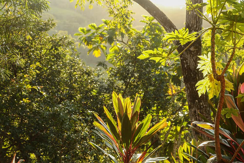 3 Day Private Psilocybin High Performers Retreat, Costa Rica 5