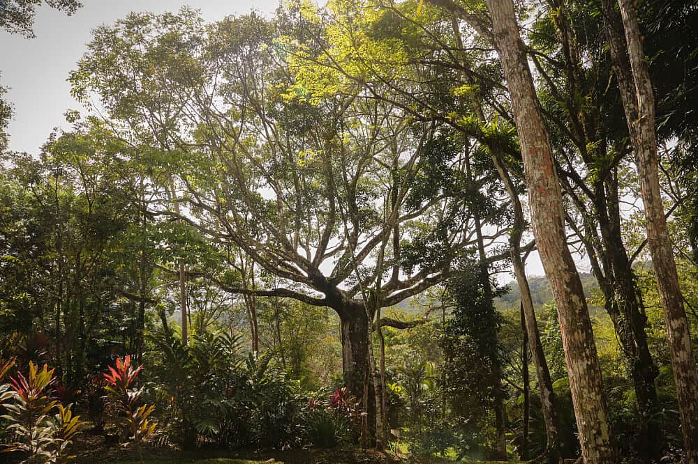 3 Day Private Psilocybin High Performers Retreat, Costa Rica 4