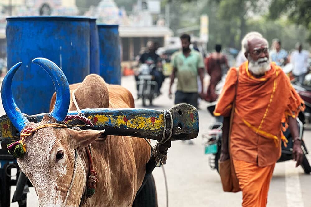 15 Day The Call of Arunachala: A Pilgrimage in India 2