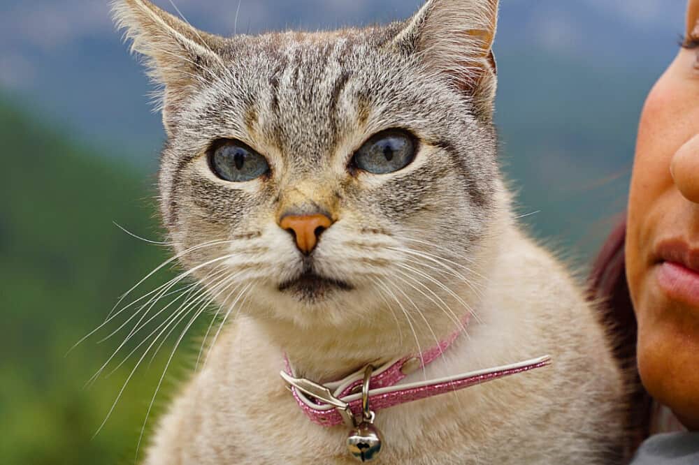 4 Day Detox & Body-Boost Retreat in a Nature Paradise, Spain 7