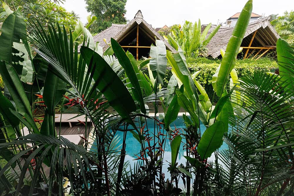 7 Day Renewal: All Inclusive Detox in Ubud, Bali 5