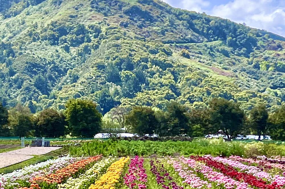 3 Day 'Humm Well" Solo, Holistic Retreat in Carmel-by-the-Sea 2