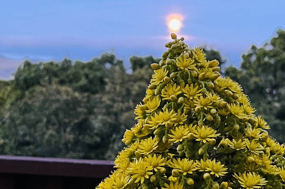 3 Day 'Humm Well" Solo, Holistic Retreat in Carmel-by-the-Sea 7