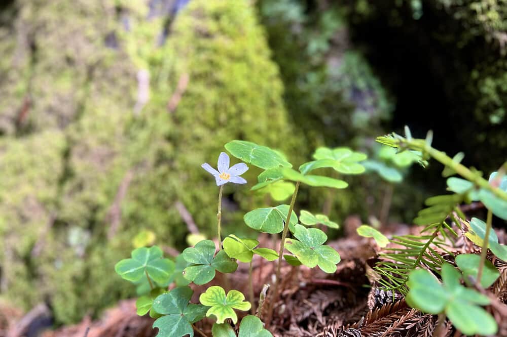 3 Day 'Humm Well" Solo, Holistic Retreat in Carmel-by-the-Sea 6