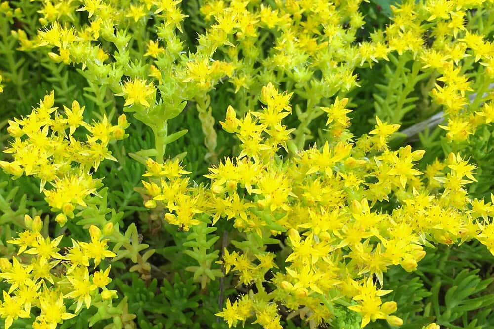 8 Day Deep Communication Retreat for True Peace, Japan 6