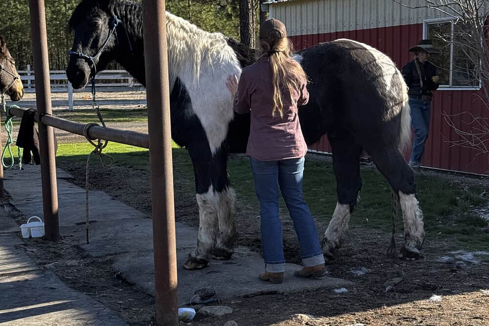 3 Day Awakening Your Inner Power with Horses in WA, USA 6