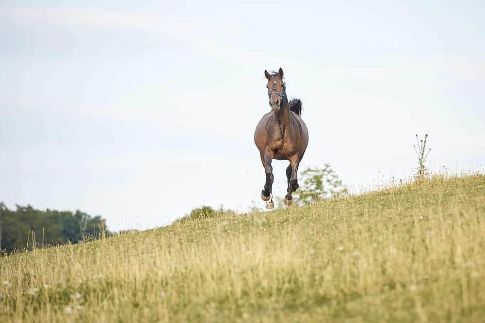 3 Day Horse Therapy Weekend in Czechia 1