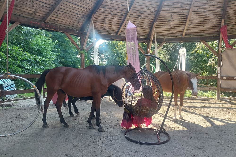 3 Day Horse Therapy Weekend in Czechia 5