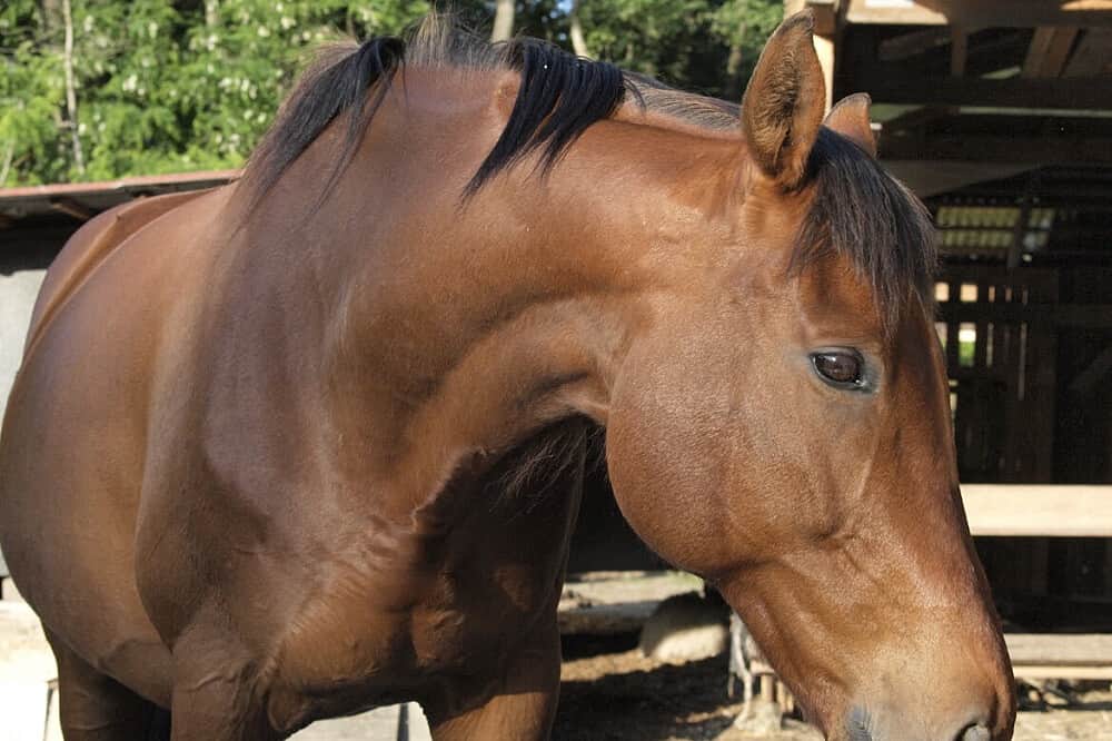 3 Day Horse Therapy Weekend in Czechia 7