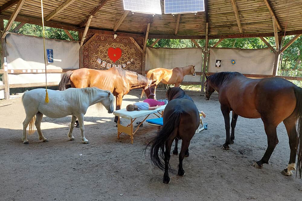 3 Day Horse Therapy Weekend in Czechia 8