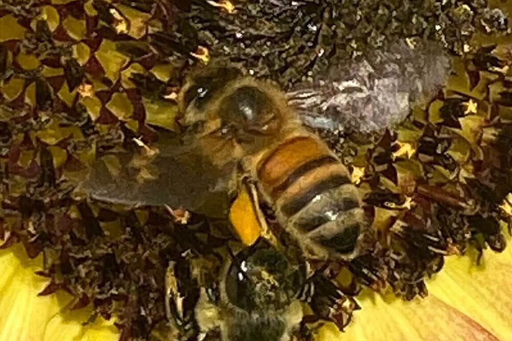 3 Day Sacred Bee Medicine Retreat in Colorado, US 2