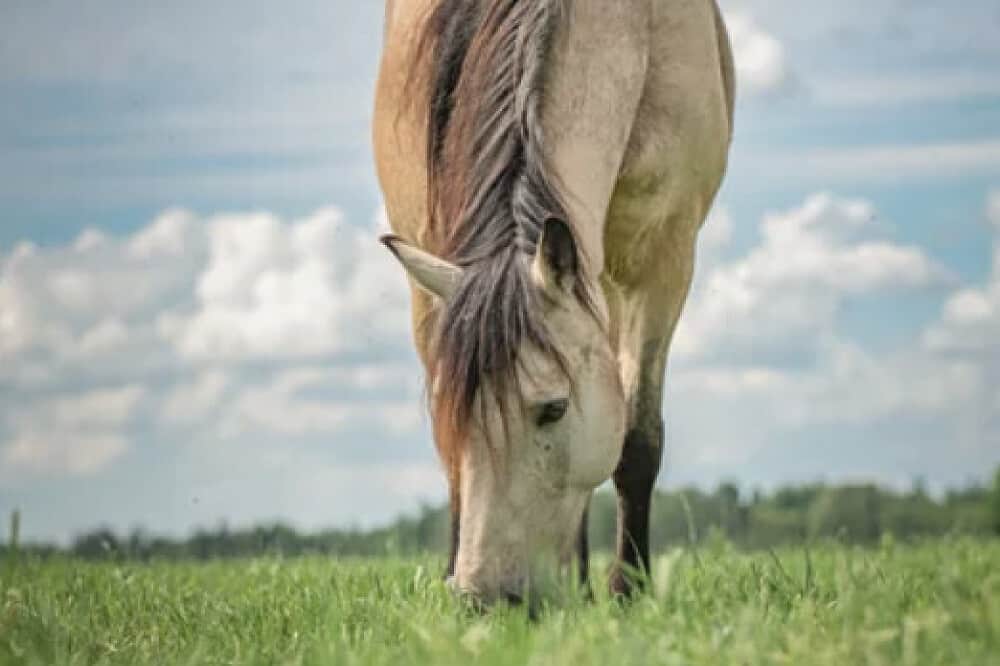 3 Day Intuitive & Free: Equine Embodied Writing Retreat, NH, US 7