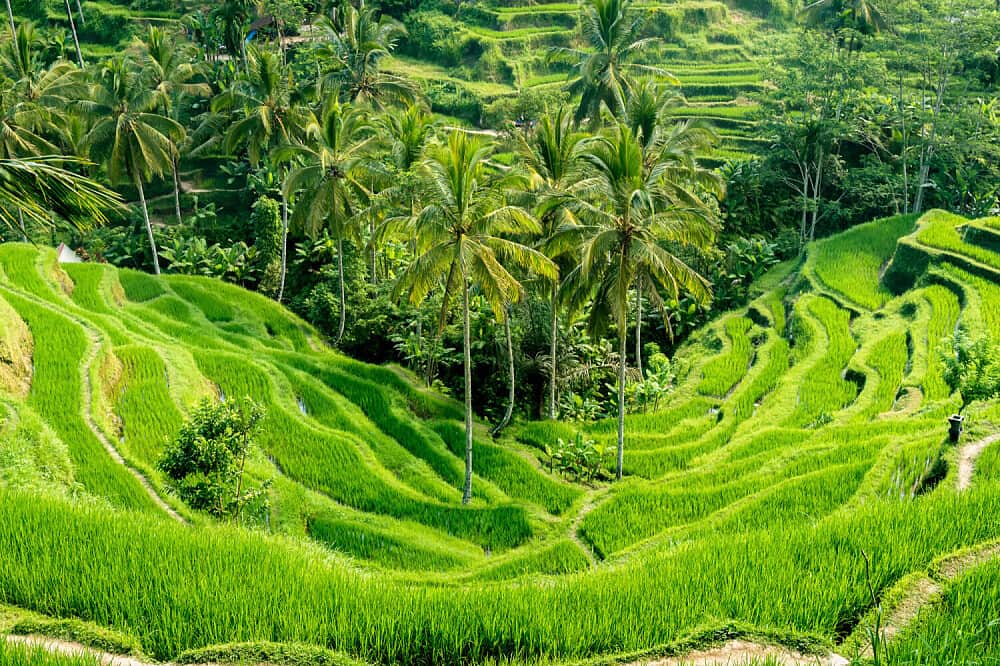 7 Day Best Value Yoga & Meditation retreat in Bali 2