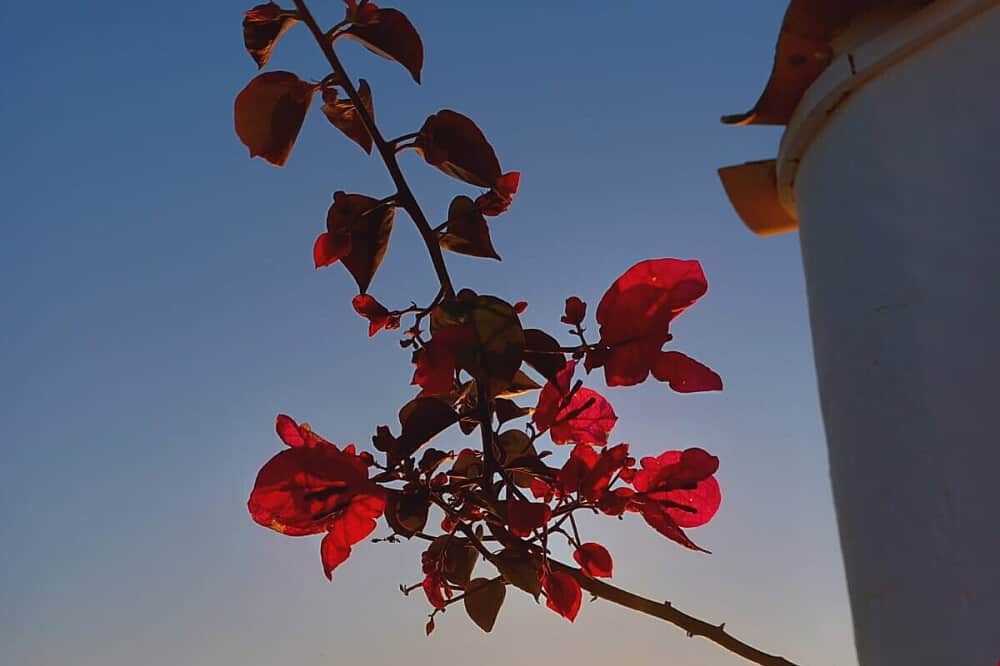 8 Day Kundalini Activation & Gentle Psychedelic Retreat, Portugal 8