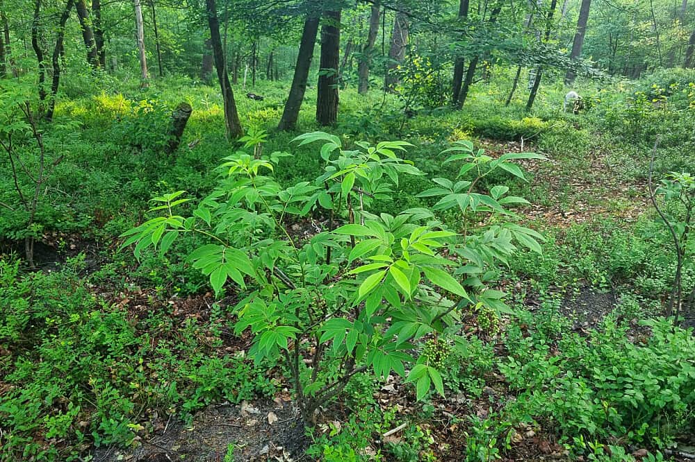 3 Day Tangerine Retreat: Legal Psilocybin Retreat in Netherlands 1