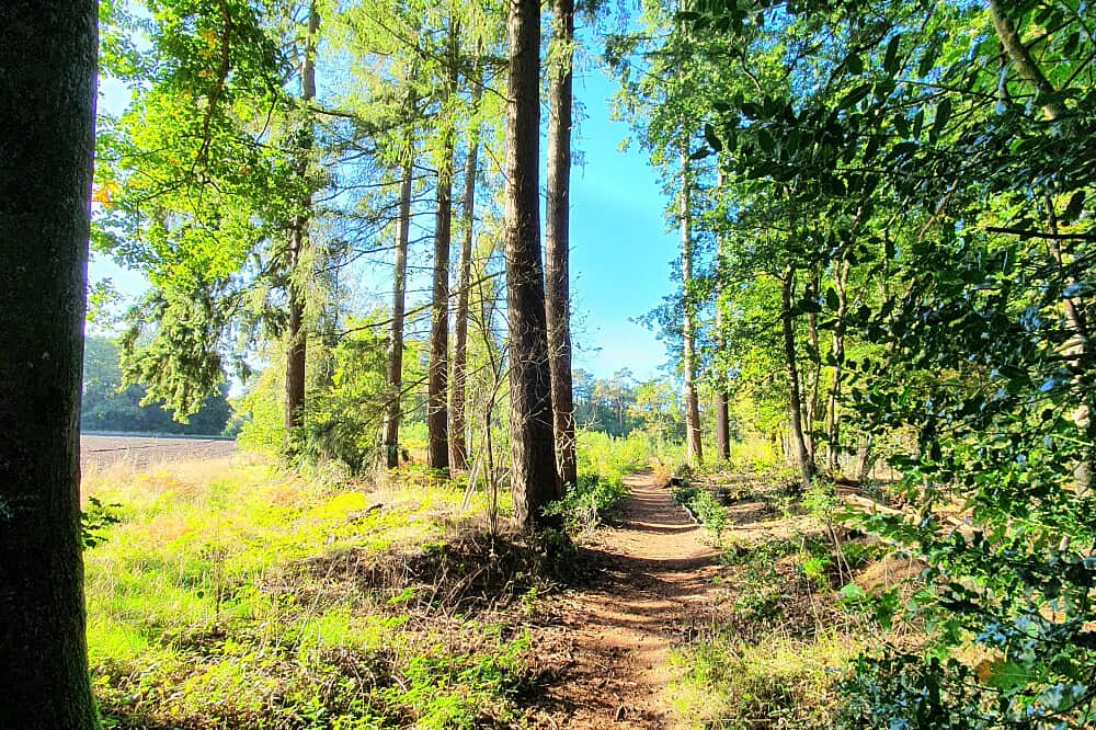 3 Day Tangerine Retreat: Legal Psilocybin Retreat in Netherlands 7