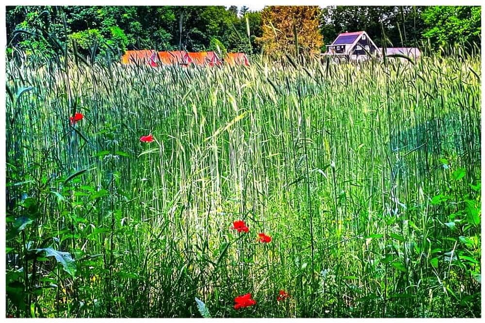 3 Day Tangerine Retreat: Legal Psilocybin Retreat in Netherlands 3