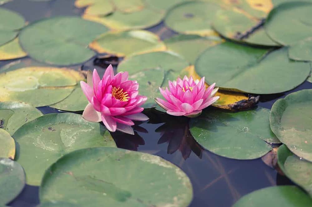 5 Day All-Inclusive Sedona Wellness Retreat in Arizona, USA 8