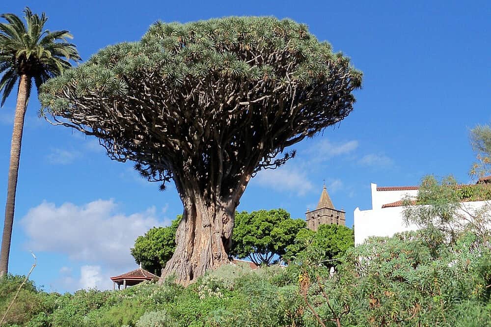 7 Day Alcohol Addiction Treatment Program, Tenerife, Spain 8