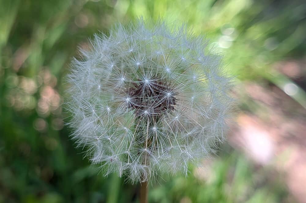 4 Day Pause & Reconnect Retreat in Abruzzo National Park, Italy 2