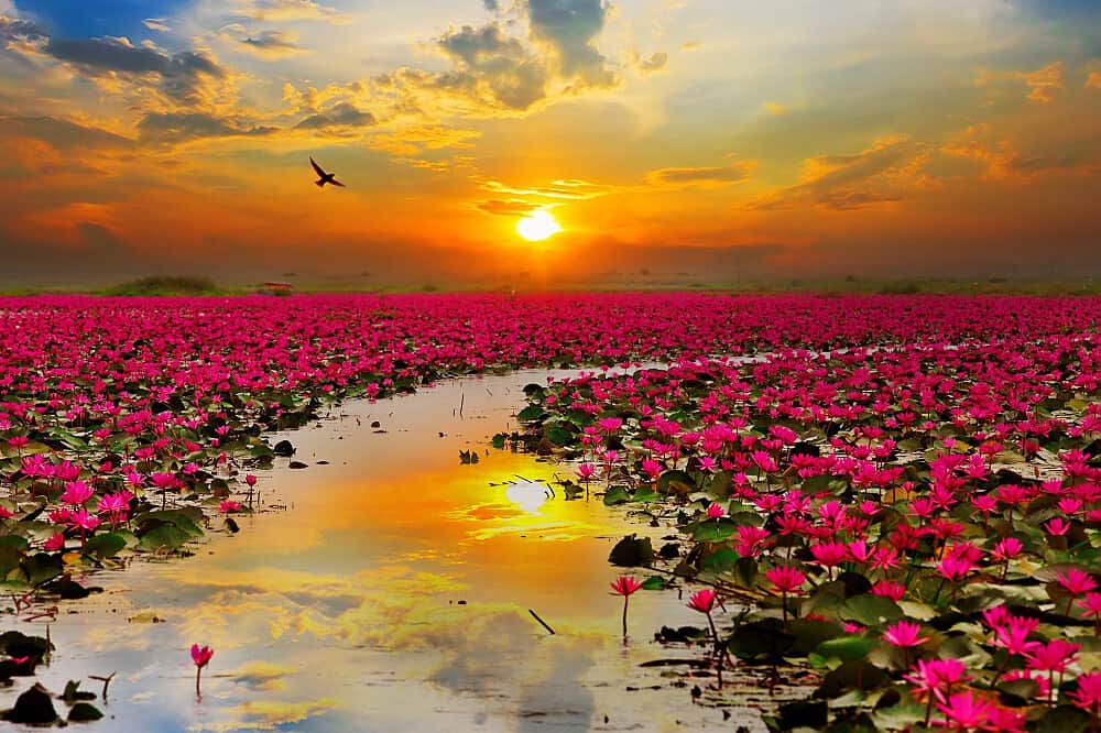 4 Day Rejuvenating and Sacred Backwaters Retreat in Kerala, India 1