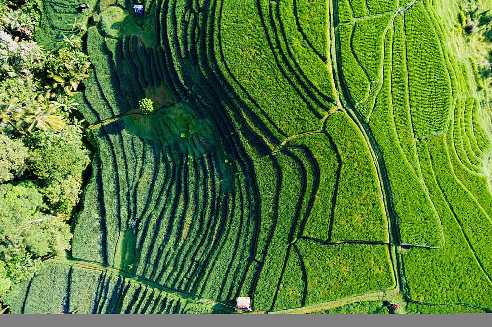 8 Day Sacred Harmony Retreat in Bali, Indonesia 6