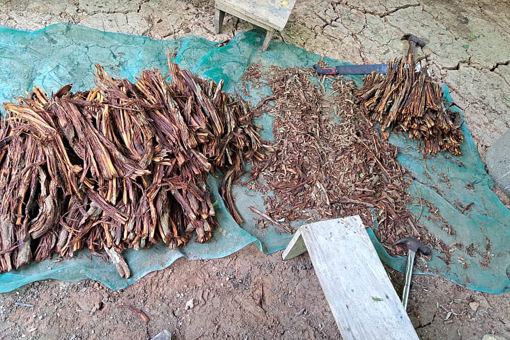 8 Day Transformative Healing Ayahuasca Retreat in Iquitos, Peru 5