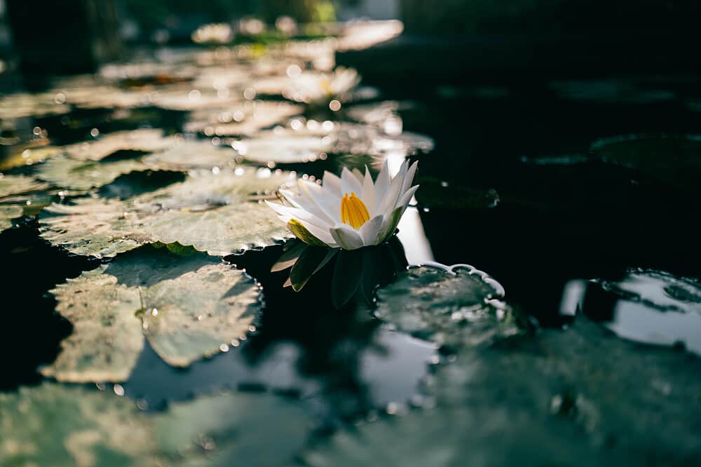 3 Day Private Deep Rest & Sleep Healing Retreat In Ubud, Bali 8