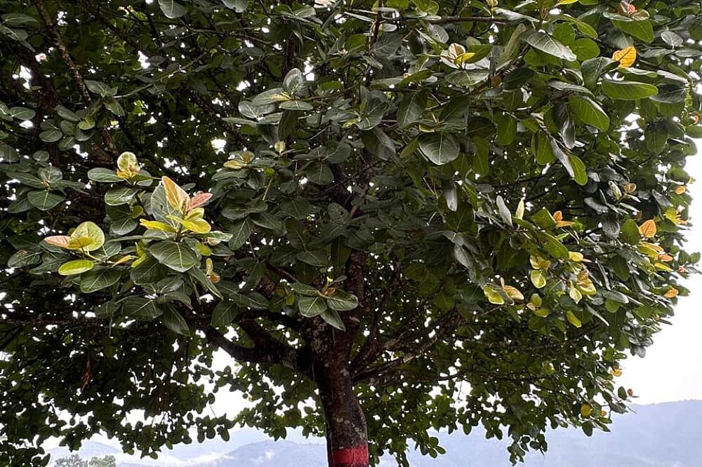 6 Day Soul Journey: The Five Elements Experience, Pokhara, Nepal 5