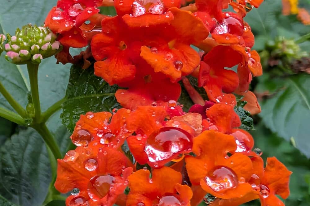 5 Day Ayahuasca Retreat, 1:1 Guidance, Amayama, Spain 4