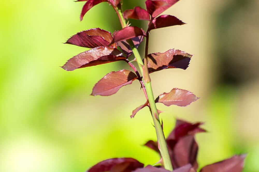 8 Day Panchakarma Detox, Meditation and Yoga Retreat in Sri Lanka 8