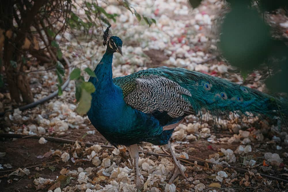 14 Day Martial Arts and Meditation Retreat in Marrakech, Morocco 2