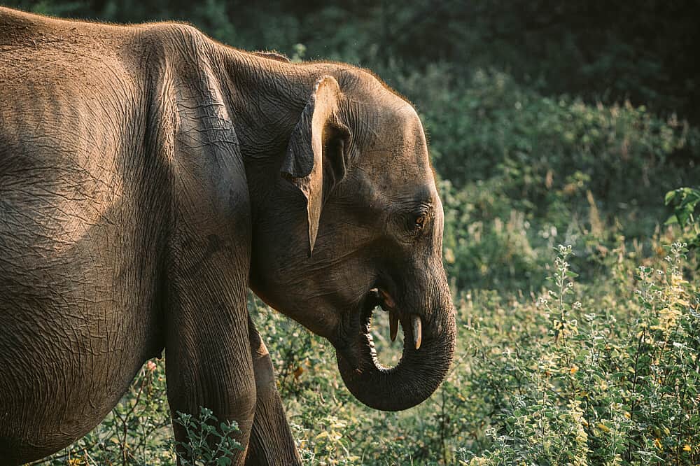 8 Day Kelani Active Yoga and Safari Retreat in Matara, Sri Lanka 6