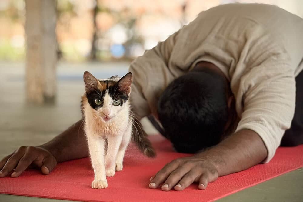 6 Day Yoga, Ayurveda & Stillness: Immersive Retreat in India 4