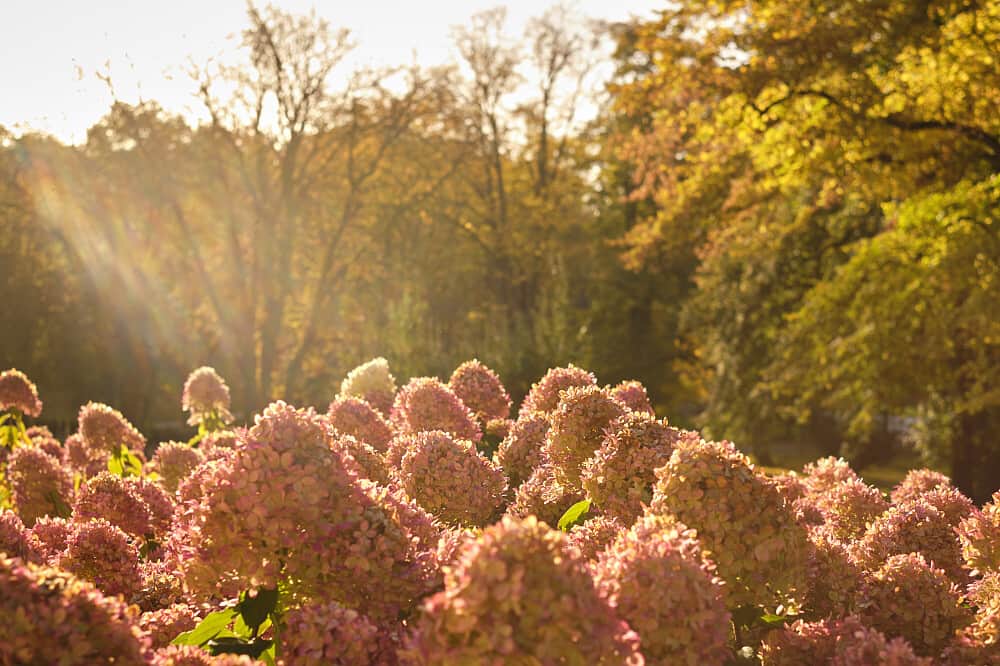 7 Day Spring Awakening Panchakarma & Wellness in Germany 5