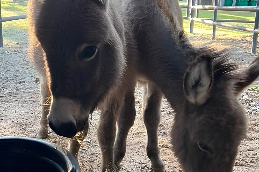 4 Day Women's Somatic Healing & Sound Retreat in Dallas 6