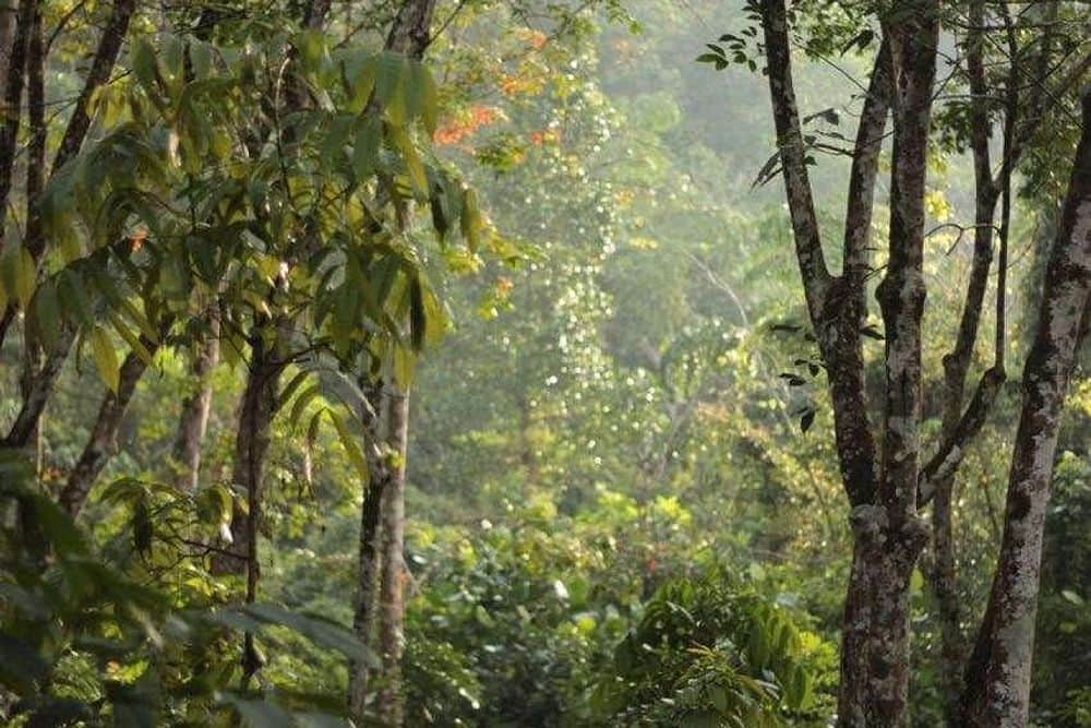 10 Day Weight Loss & Yoga Retreat in Nature, Sri Lanka 8