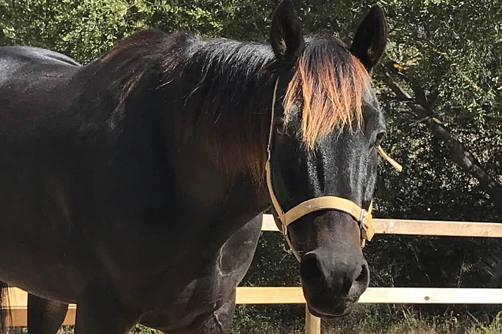 2 Day Horses & Wellbeing: Women's EmPOWERment Retreat, Australia 6